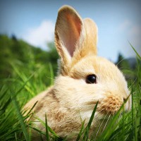 /album/riaseredis/photolia-a03-jpg/